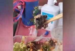重慶市民在一食堂飯菜中吃出老鼠頭
