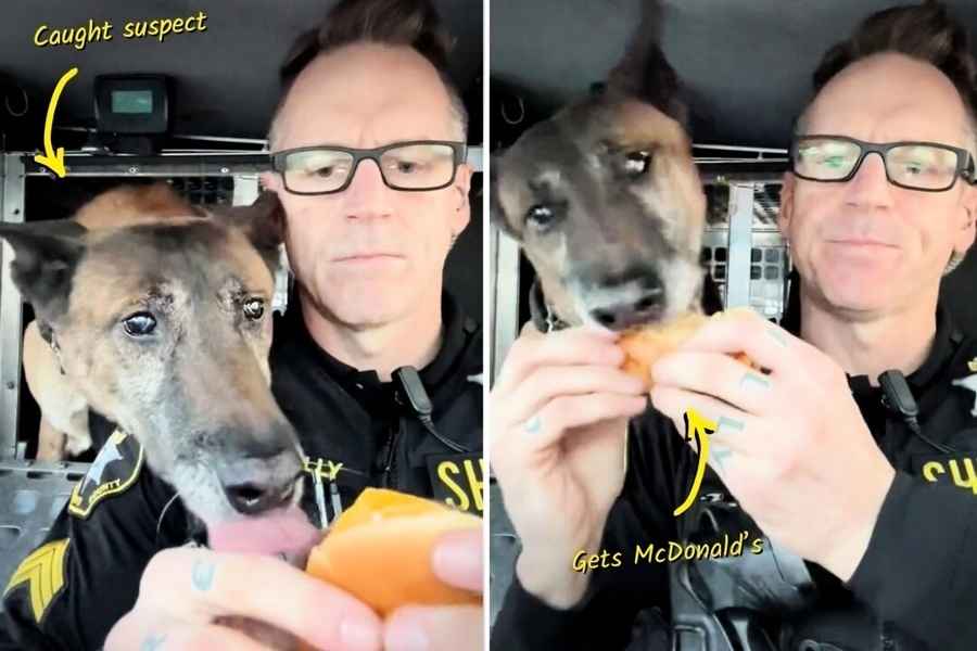 警察和警犬共享漢堡午餐 影片走紅網絡