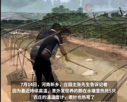 太熱了 河南5隻鵝熱死在水塘