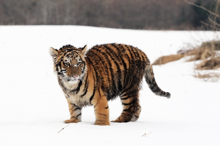 遊客湧入俄羅斯動物園 聽這隻幼虎「唱歌」