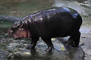 泰國小河馬「彈跳豬」爆紅 動物園遊客激增