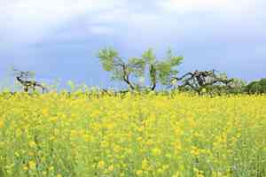雨水節氣莫負好花盛景 中醫養生智慧垂手可及