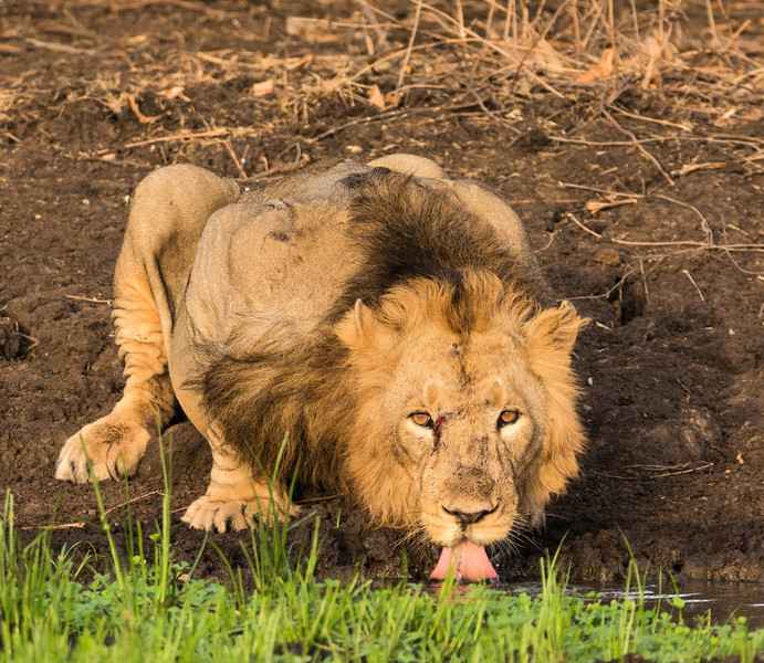  夢想成真 攝影師捕捉到獅子飲水的罕見照