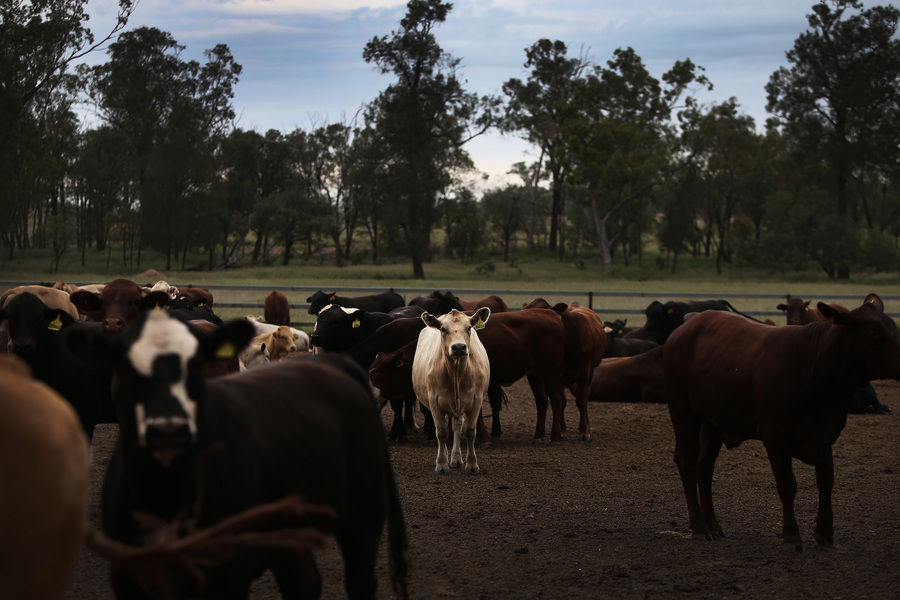 遭中共經濟報復  澳洲再有肉廠被列入進口黑名單