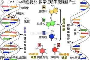 進化騙局（17） 基因進化 調包被捕