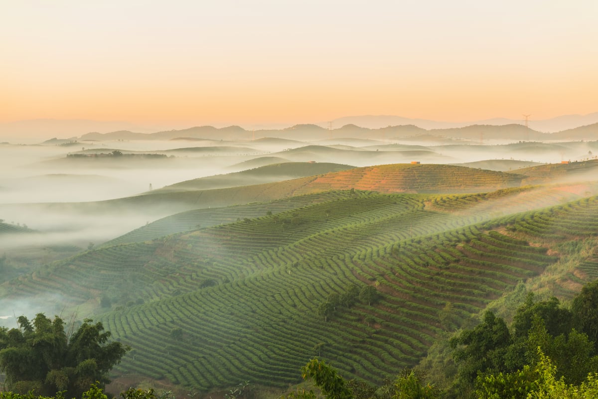 普洱茶原生地、雲南景邁山入選美國《國家地理》雜誌2022年世界風光之最佳歷史文化名勝。西雙版納距這裡僅一百多公里。(Shutterstock)