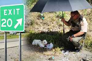 公路溝邊遇受傷小狗 警察和司機愛心挽救生命