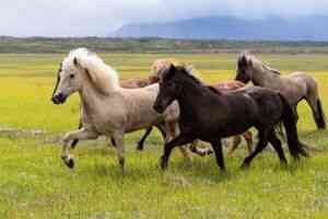 「馬到成功」 秦國強大的一大因由