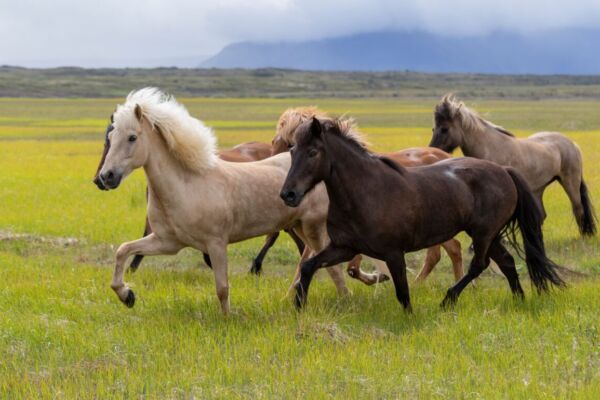 「馬到成功」 秦國強大的一大因由