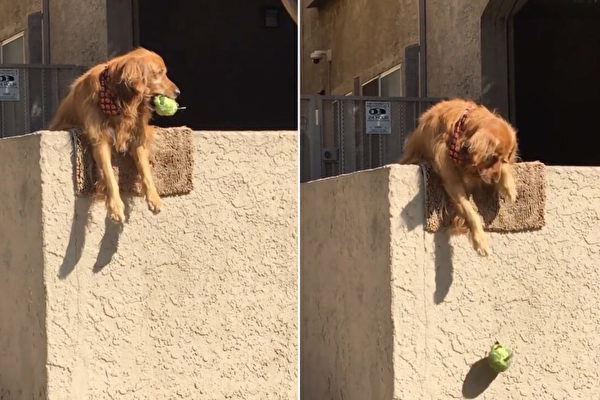 【圖輯】金毛犬趴牆頭掉玩具 討路人和牠玩