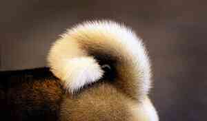 為甚麼小狗需要尾巴？ 有何作用？