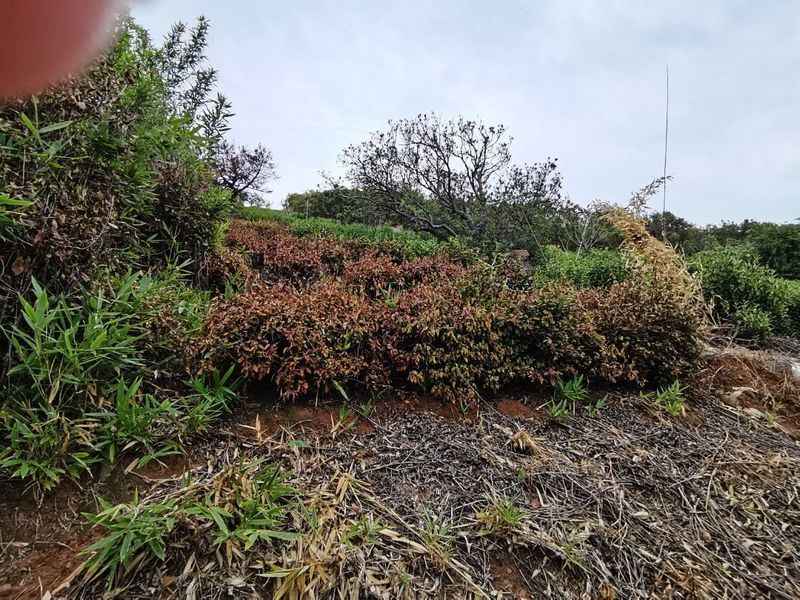 乾旱威脅秋收 蘇州太湖生態島茶樹果樹枯死