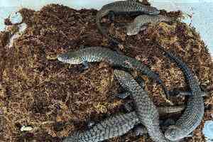 走私近百澳洲爬行動物 中國女子獲刑近三年