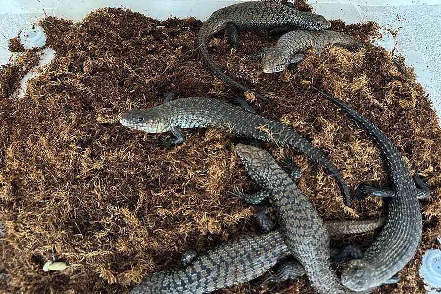 走私近百澳洲爬行動物 中國女子獲刑近三年