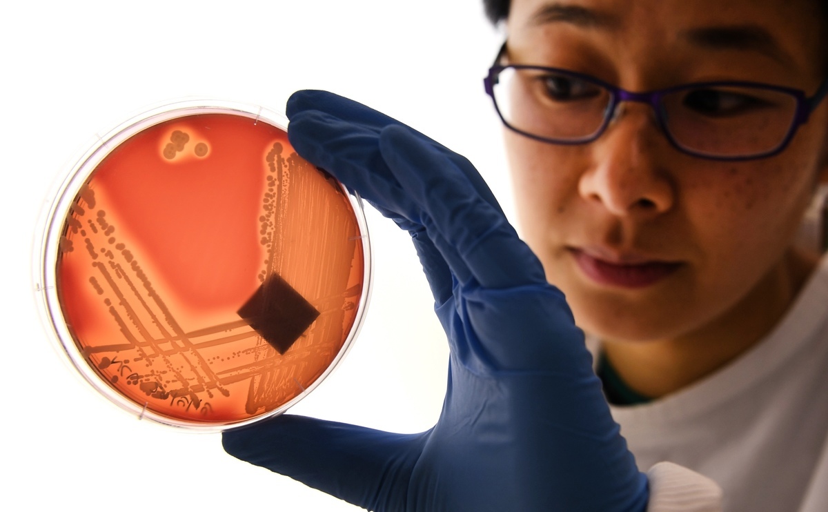 研究估計，2019年至少有127萬人因耐藥性感染死亡。圖為2018年9月4日，澳洲墨爾本多爾蒂研究所（Doherty Institute）的研究人員在檢查培養皿中的表皮葡萄球菌，這被認為是一種超級細菌。（William West/AFP via Getty Images）