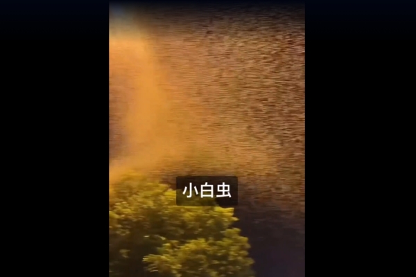 河南多地「小白蟲」氾濫 嚴重影響居民生活