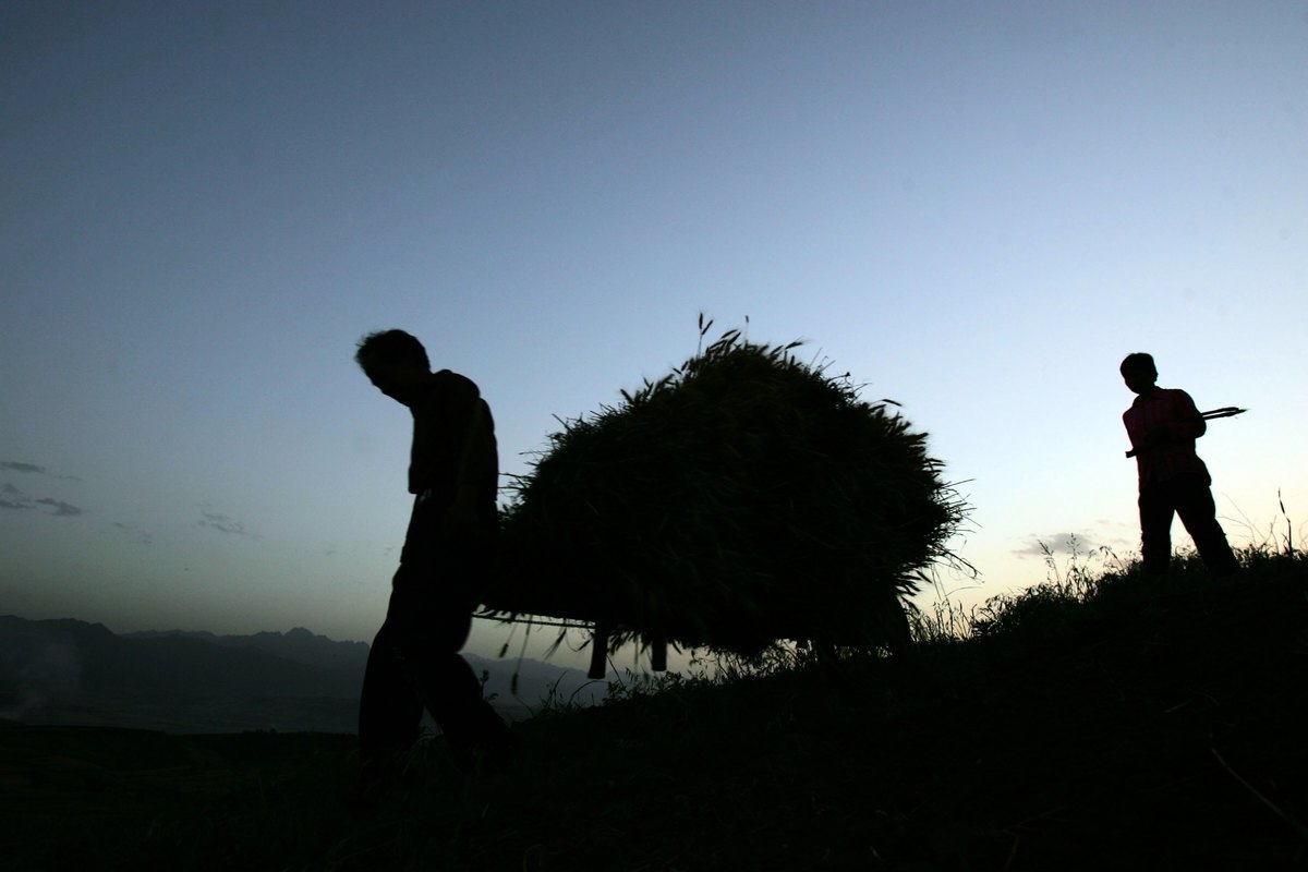 陝西省西安市藍田縣一位農民將收穫的小麥拉回家。照片攝於2006年5月26日。（Getty Images）
