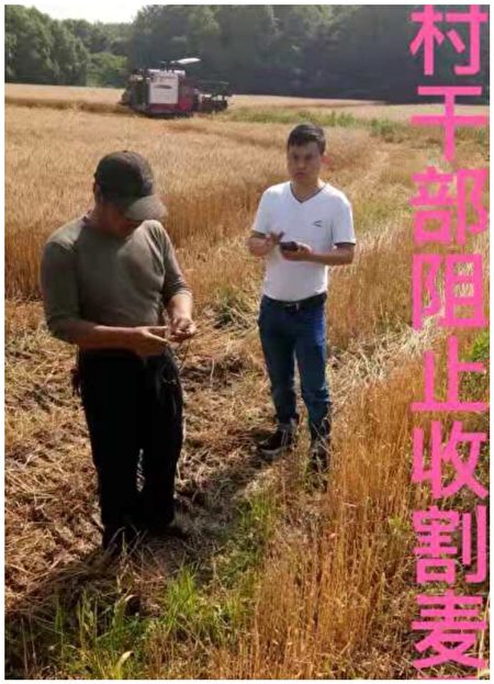 村幹部阻止收割小麥。（受訪者提供）