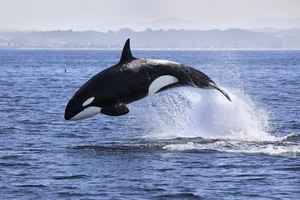 被圈養40餘年「世界最孤獨鯨魚」離世