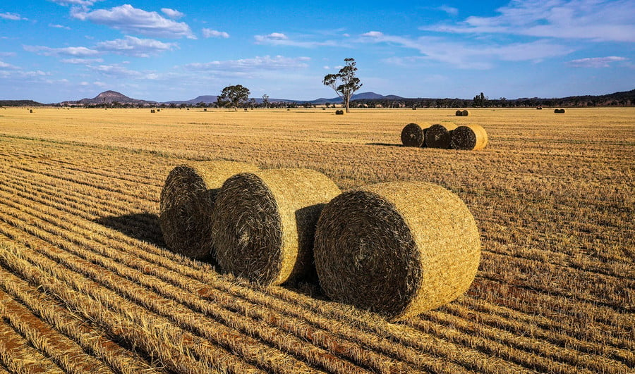 中共拒絕發放許可 澳洲乾草貿易受威脅