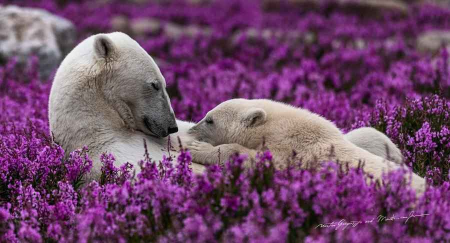 【圖輯】北極熊愜意享受夏季的罕見畫面