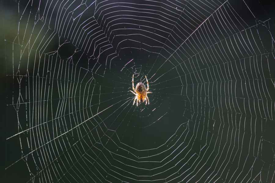 這個行為會引來蜘蛛 專家教你如何趕走牠們