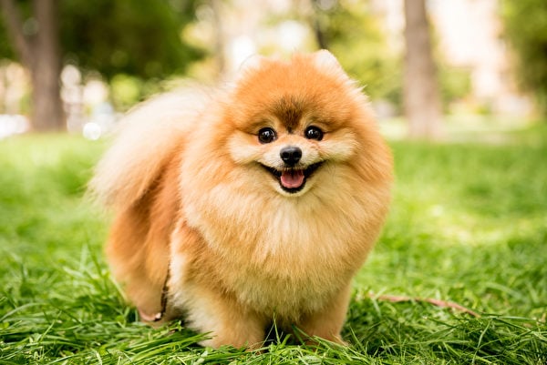 博美犬對任何不尋常的事情都會吠叫，而且喜歡挑釁其它狗，甚至大狗，需要飼主花時間訓練。（Shutterstock）