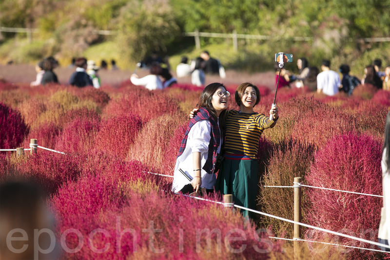 韓國首爾藍天公園 浪漫粉紅花海