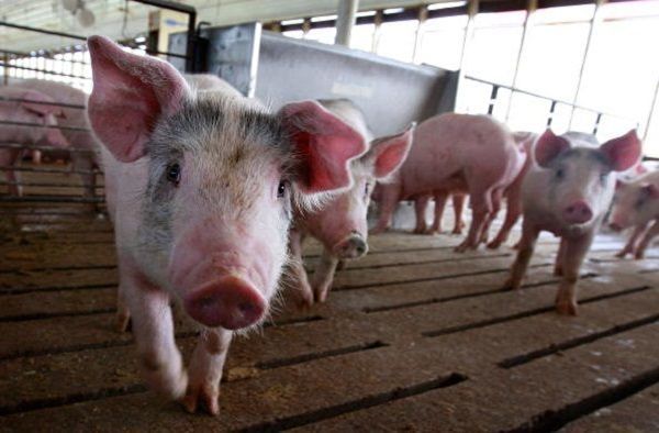 廣東局地能繁母豬減超80% 豬肉供應缺口大