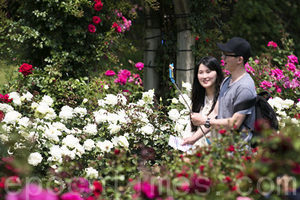 首爾大公園玫瑰花節浪漫登場