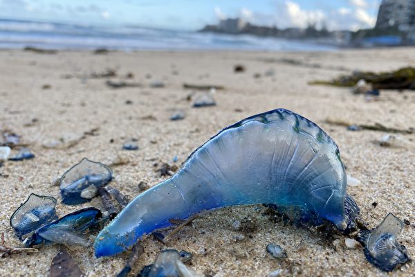 悉尼降雨量破紀錄 大量有毒水母被沖上海灘