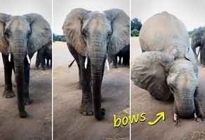 【圖輯】導遊與非洲大象互動 雌象似在「鞠躬」