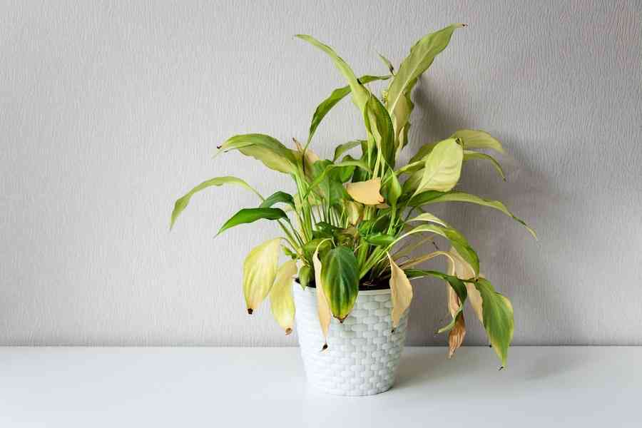 盆栽植物的葉子變黃怎麼救？專家教你方法