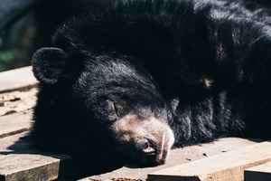 美國康州居民發現黑熊在後院冬眠 大吃一驚