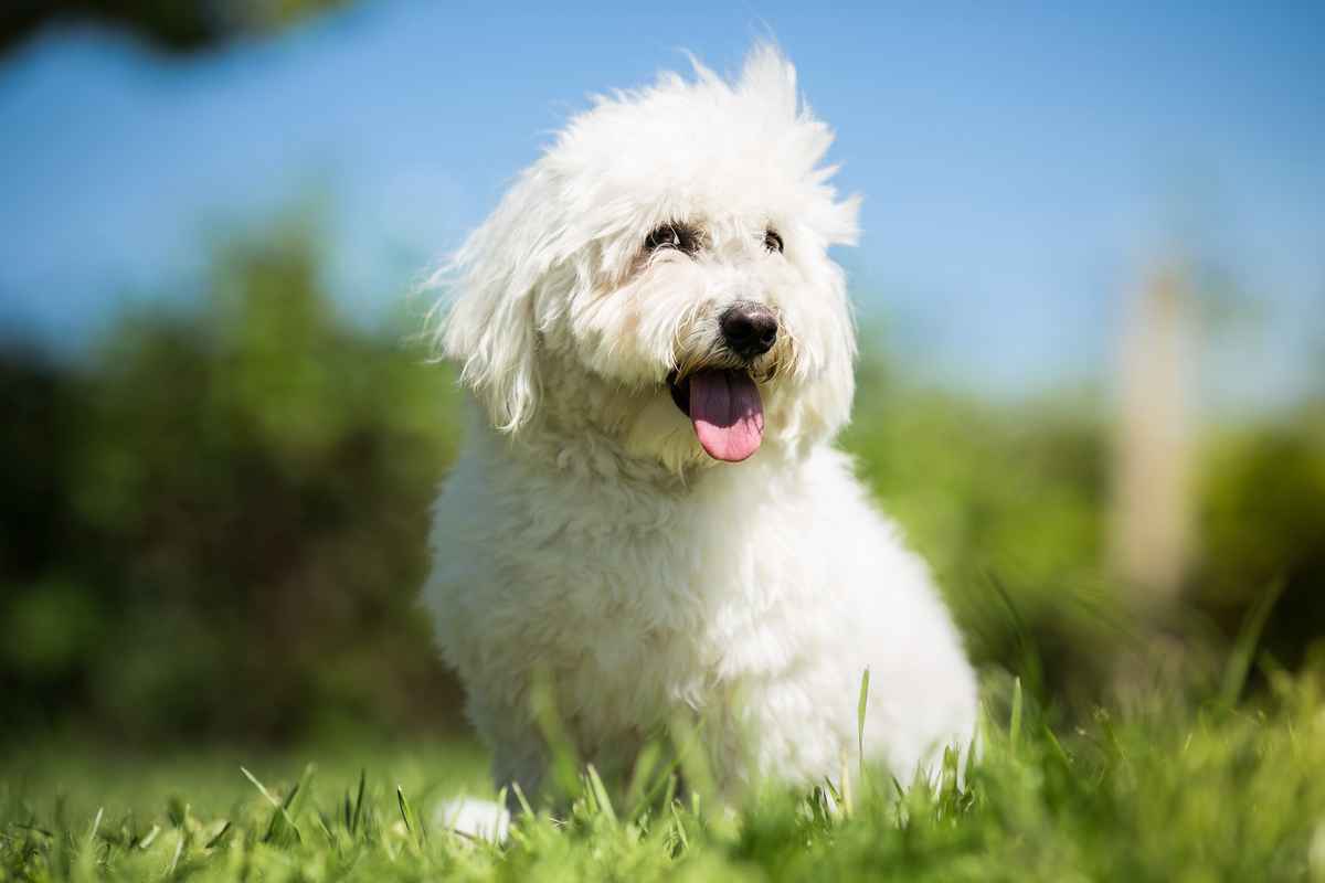 棉花糖犬是一種小型犬，身體適應性好，適合新手飼主。（Shutterstock）