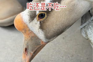 安徽待宰大鵝流淚 主人以後不再吃鵝