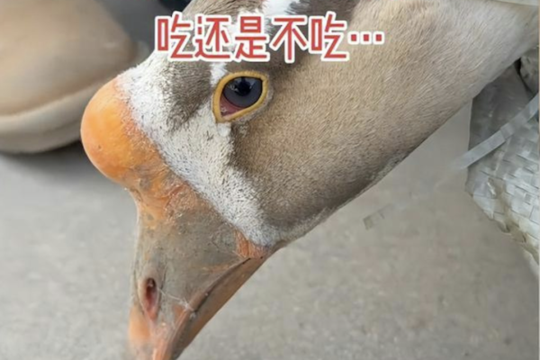 安徽待宰大鵝流淚 主人以後不再吃鵝