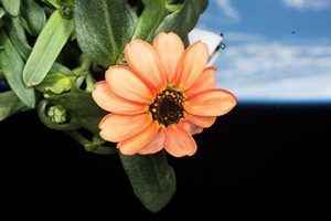 NASA圖片：微重力下生長的「太空之花」