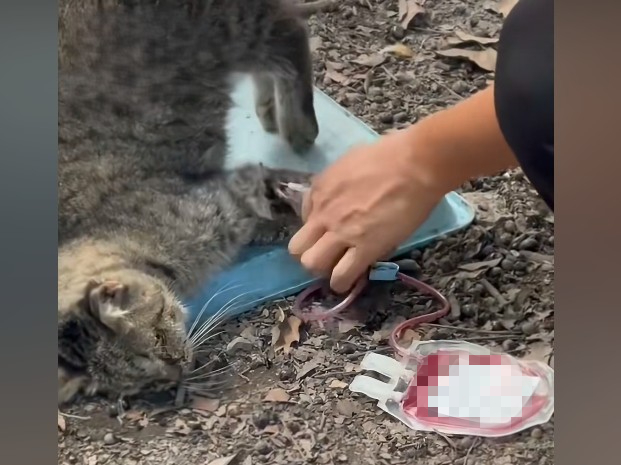 廣州動物血庫產業曝光 流浪貓被抽乾血