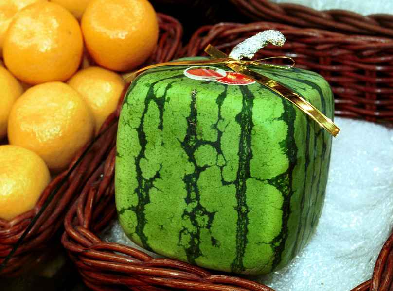 日本特產「方形西瓜」開始供貨 售價1萬日圓