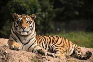 環境惡劣 安徽野生動物園20隻東北虎死亡