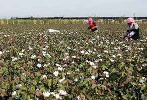 美國海關5月抽查 發現27%織品含新疆棉