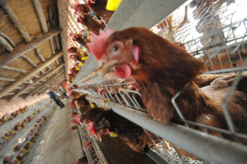 大陸因非洲豬瘟疫情導致豬肉價格大漲，而雞肉、雞蛋成為主要替代品，價格一路攀升，雞苗價格也再創歷史新高。（AFP）