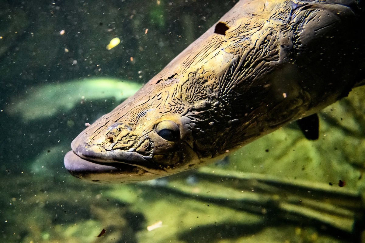 美國加州斯坦哈特水族館所飼養的一條澳洲肺魚是世界上最長壽的觀賞魚。圖為一條澳洲肺魚，與本文無關。（Shutterstock）