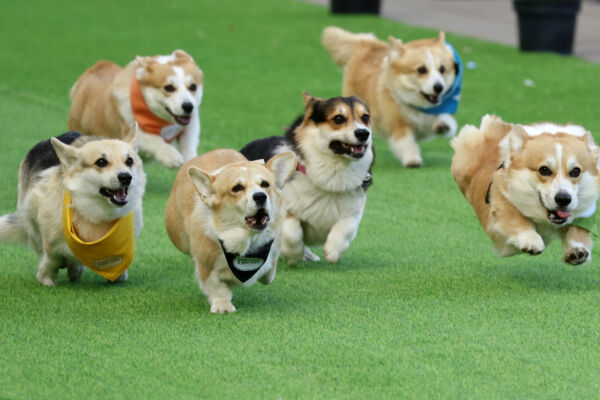 立陶宛舉辦哥基犬賽跑 上百隻短腿狗飛奔