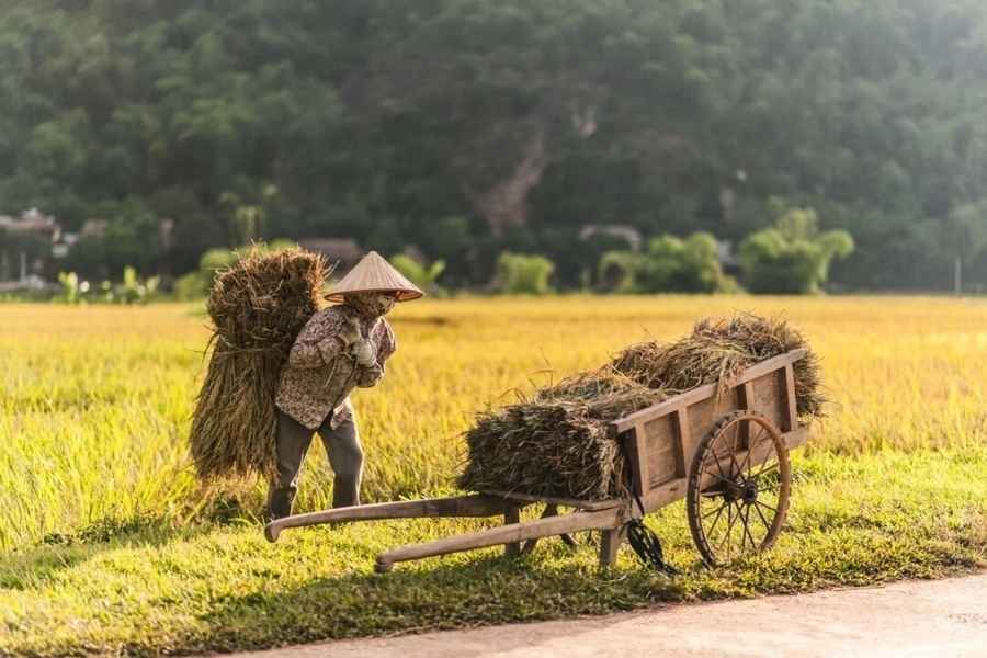 【名家專欄】極權主義的根源是社會工程