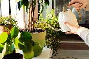 在正確時間幫植物澆水 避免引發真菌疾病