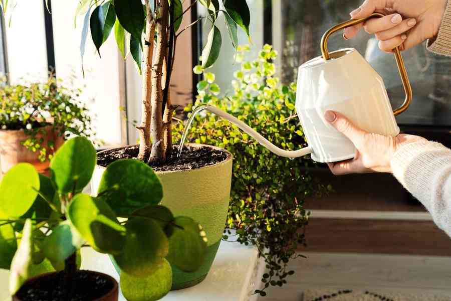 在正確時間幫植物澆水 避免引發真菌疾病