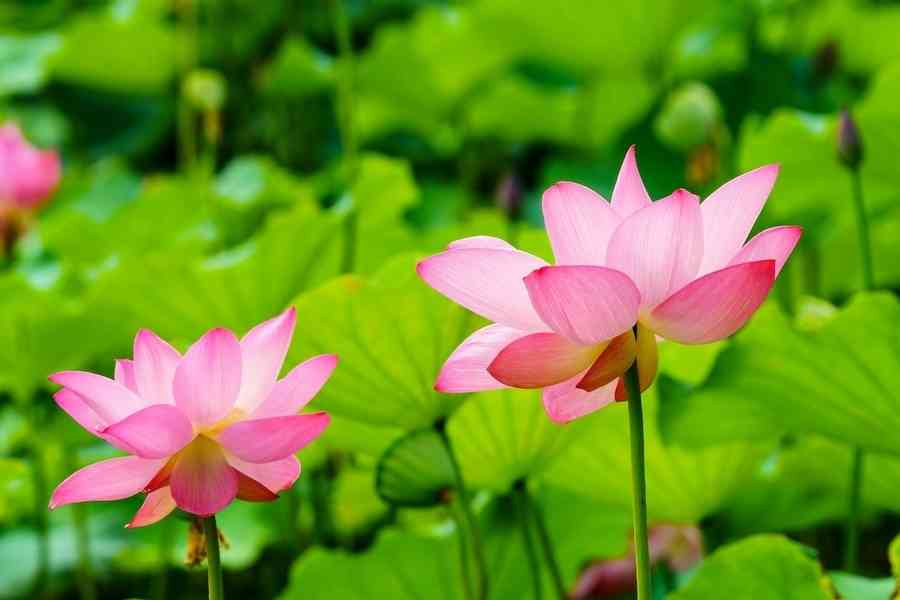 【夏日八雅】乘舟賞荷——一池清芬裡的中國美學