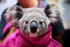澳洲政府將多個省樹熊升級為瀕危物種